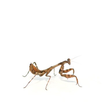 Budwing Mantis